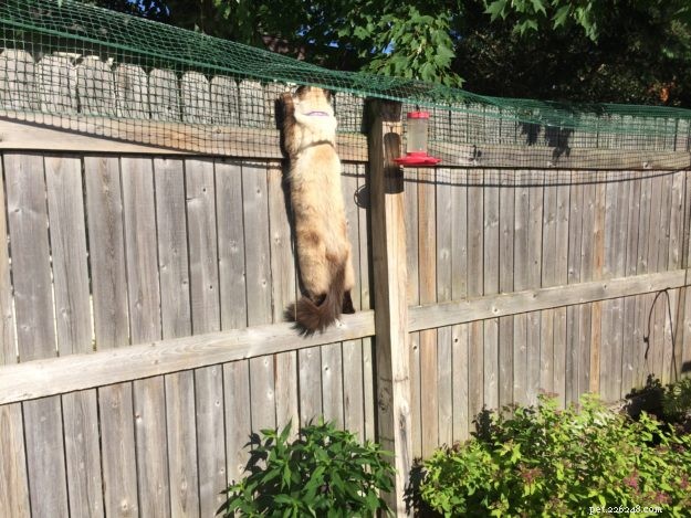 Effective Cat Containment: A Reader’s Guide to Safely Keeping Ragdolls in the Backyard