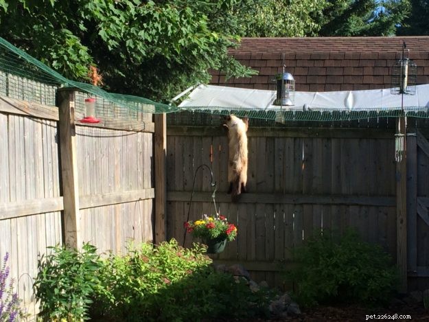 Effective Cat Containment: A Reader’s Guide to Safely Keeping Ragdolls in the Backyard