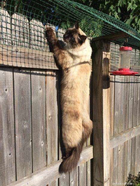 Effective Cat Containment: A Reader’s Guide to Safely Keeping Ragdolls in the Backyard