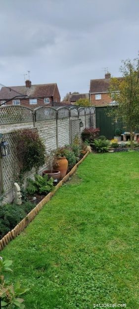 Effective Cat Containment: A Reader’s Guide to Safely Keeping Ragdolls in the Backyard