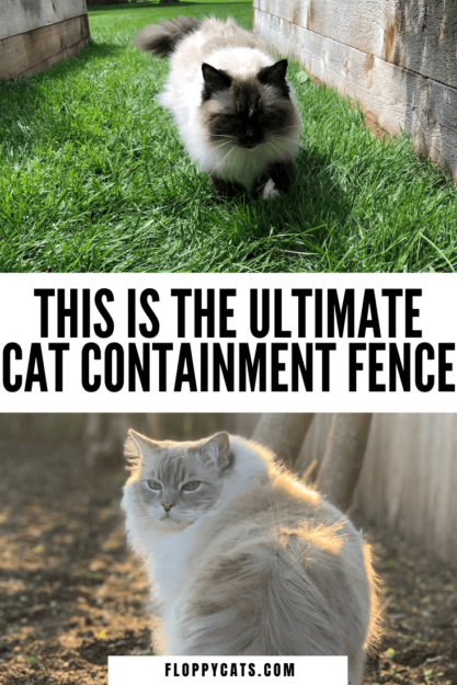 Effective Cat Containment: A Reader’s Guide to Safely Keeping Ragdolls in the Backyard