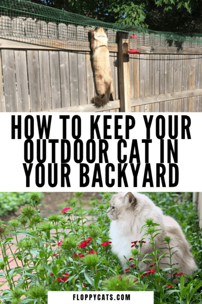 Effective Cat Containment: A Reader’s Guide to Safely Keeping Ragdolls in the Backyard