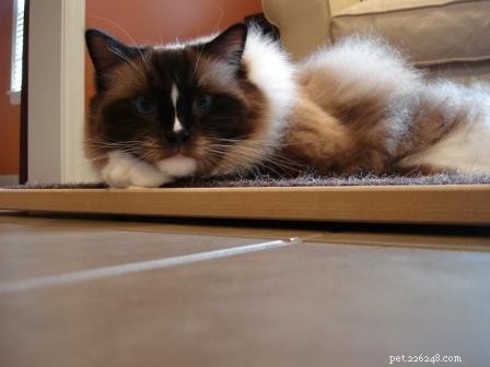 Stress‑Free Ways to Give Your Cat a Worming Tablet
