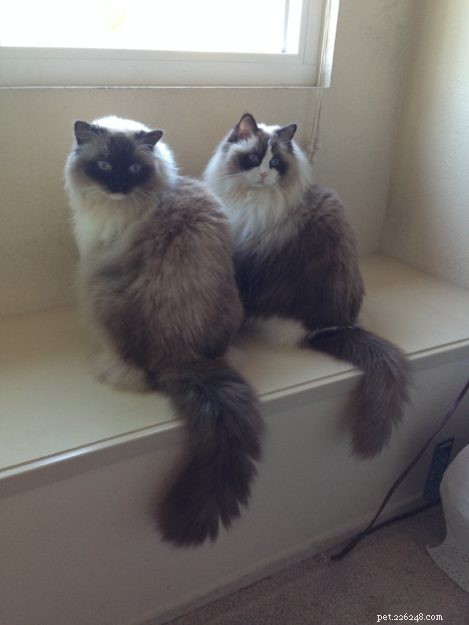 Meet Cayenne, the Featured Ragdoll of the Week