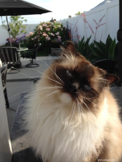 Meet Cayenne, the Featured Ragdoll of the Week