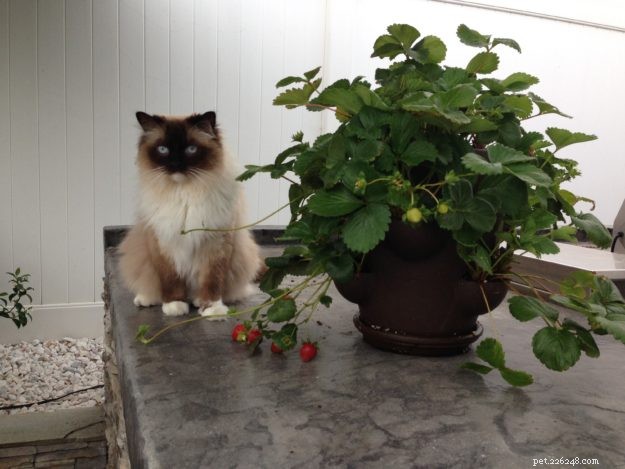 Meet Cayenne, the Featured Ragdoll of the Week