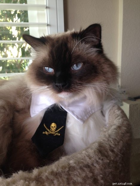 Meet Cayenne, the Featured Ragdoll of the Week