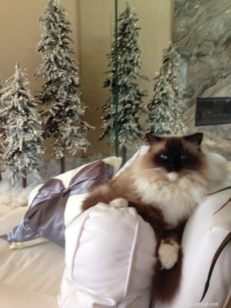 Meet Cayenne, the Featured Ragdoll of the Week