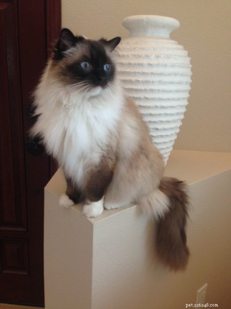 Meet Cayenne, the Featured Ragdoll of the Week