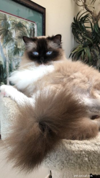 Meet Cayenne, the Featured Ragdoll of the Week