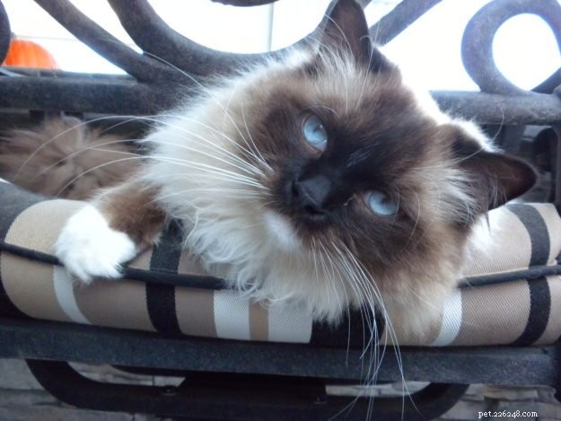 Meet Cayenne, the Featured Ragdoll of the Week