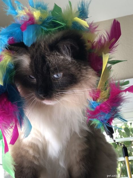 Meet Cayenne, the Featured Ragdoll of the Week