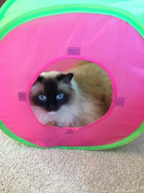 Meet Cayenne, the Featured Ragdoll of the Week