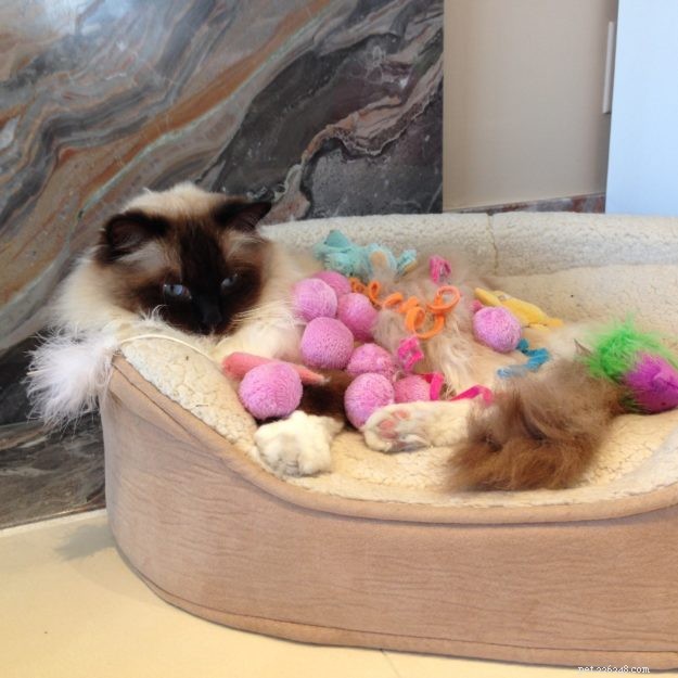 Meet Cayenne, the Featured Ragdoll of the Week