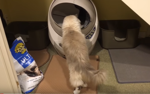 Fix Litter‑Robot 3 Problems Quickly: Expert Troubleshooting Guide