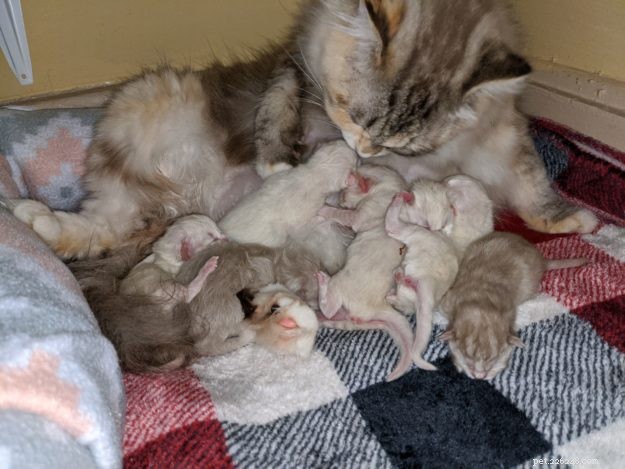 Meet Juniper: The Adorable Ragdoll Kitten of the Month