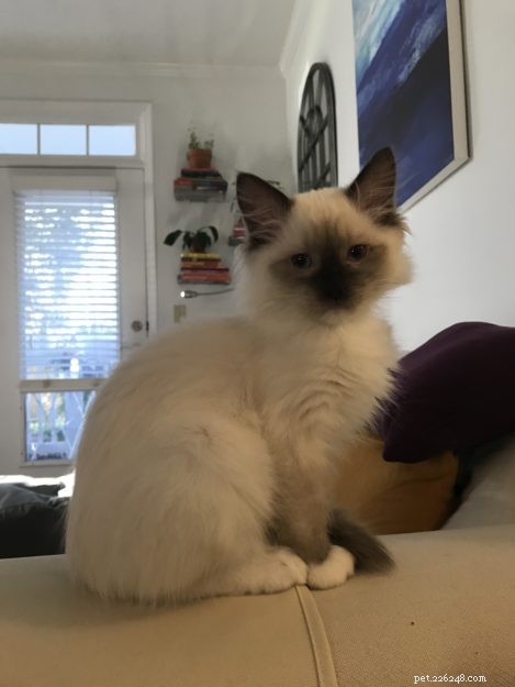 Meet Juniper: The Adorable Ragdoll Kitten of the Month