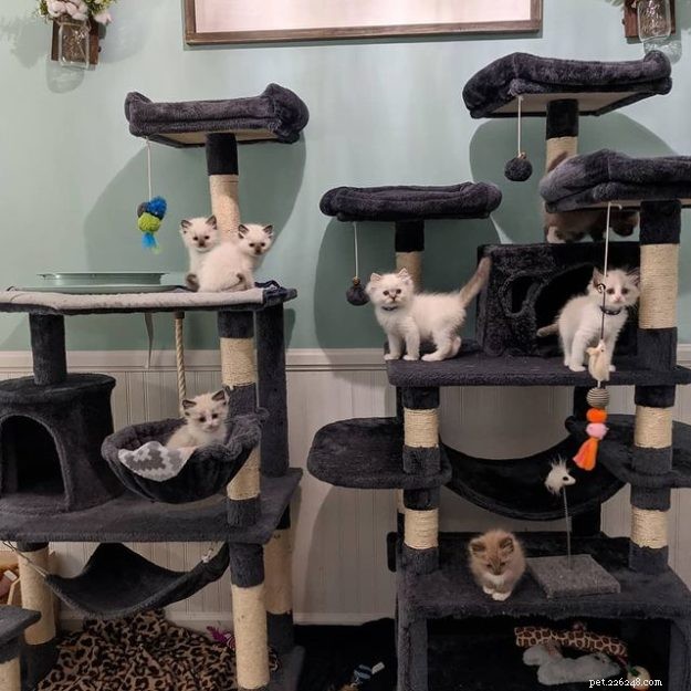 Meet Juniper: The Adorable Ragdoll Kitten of the Month