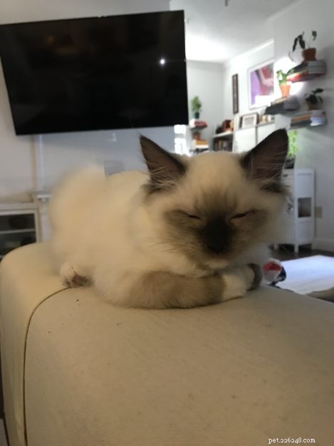 Meet Juniper: The Adorable Ragdoll Kitten of the Month