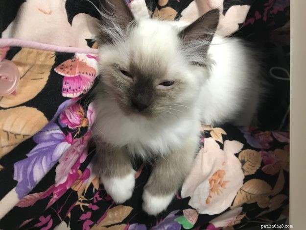 Meet Juniper: The Adorable Ragdoll Kitten of the Month