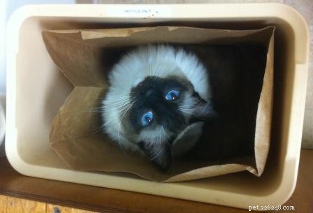 Understanding Ragdoll Cat Prices: From Affordable Pets to Show-Quality Breeds