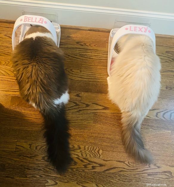SureFeed Microchip Pet Feeder Problems? Expert Tips & Troubleshooting Guide