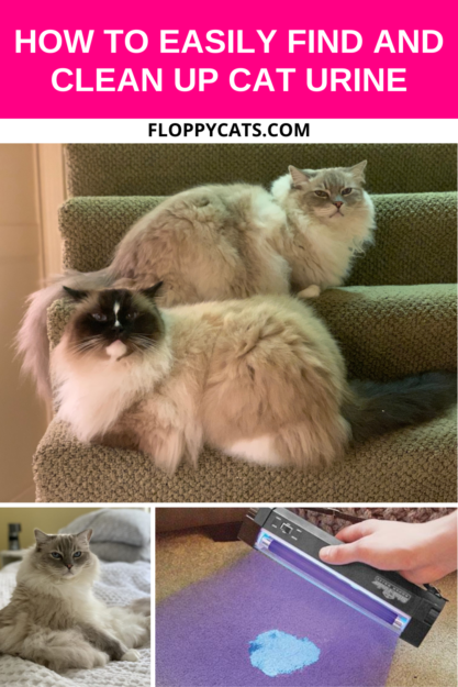 Top 3 Black Lights for Detecting Cat Urine – Expert‑Chosen Solutions