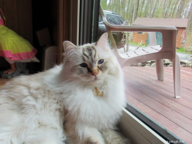 Cocoa: The Beloved Ragdoll Cat Who Won Hearts