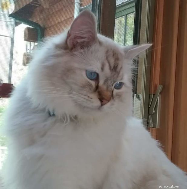 Cocoa: The Beloved Ragdoll Cat Who Won Hearts