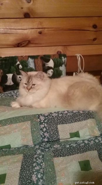 Cocoa: The Beloved Ragdoll Cat Who Won Hearts