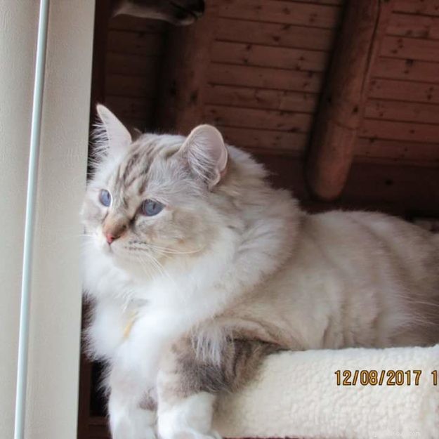 Cocoa: The Beloved Ragdoll Cat Who Won Hearts