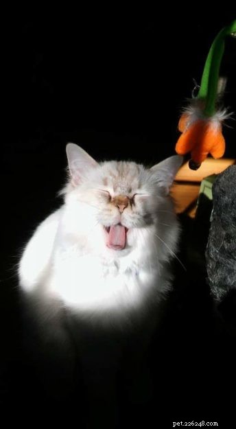 Cocoa: The Beloved Ragdoll Cat Who Won Hearts