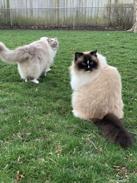 Can Ragdoll Cats Go Outside? Watch Our Expert Review