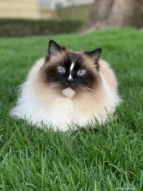 Can Ragdoll Cats Go Outside? Watch Our Expert Review