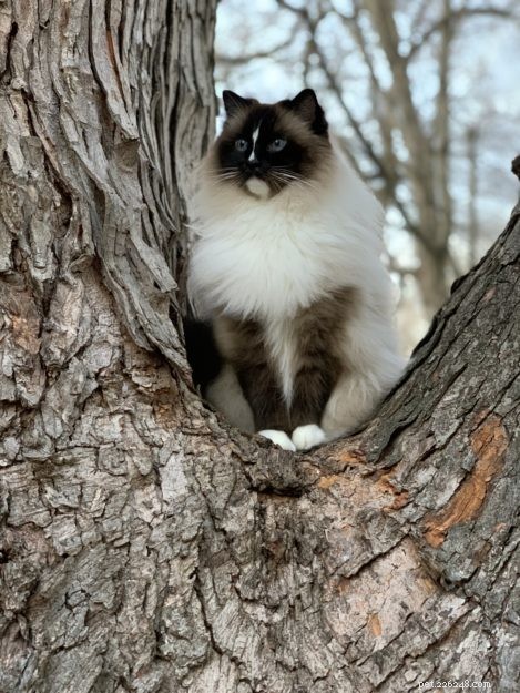 Can Ragdoll Cats Go Outside? Watch Our Expert Review