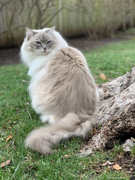 Can Ragdoll Cats Go Outside? Watch Our Expert Review
