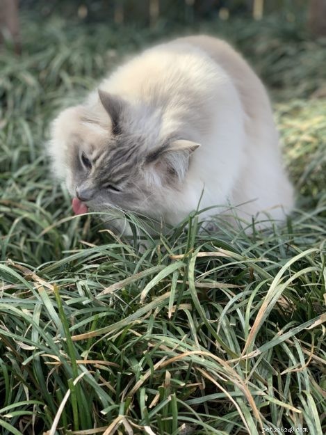 Can Ragdoll Cats Go Outside? Watch Our Expert Review
