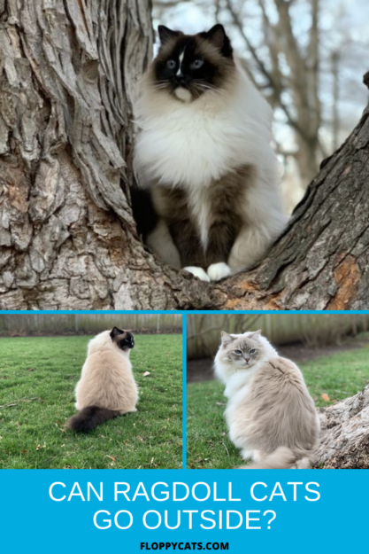 Can Ragdoll Cats Go Outside? Watch Our Expert Review