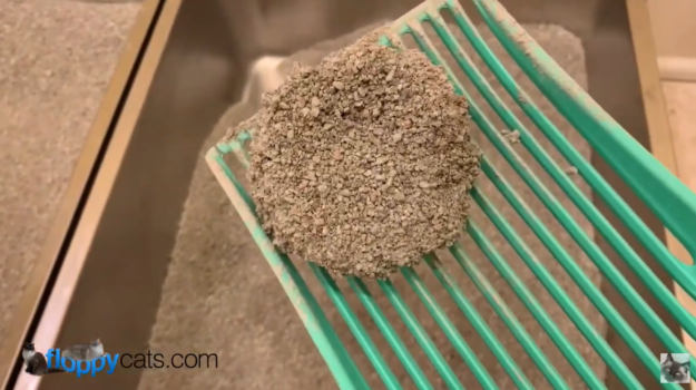 Can Cat Litter Be Flushed? The Truth About Safe Disposal