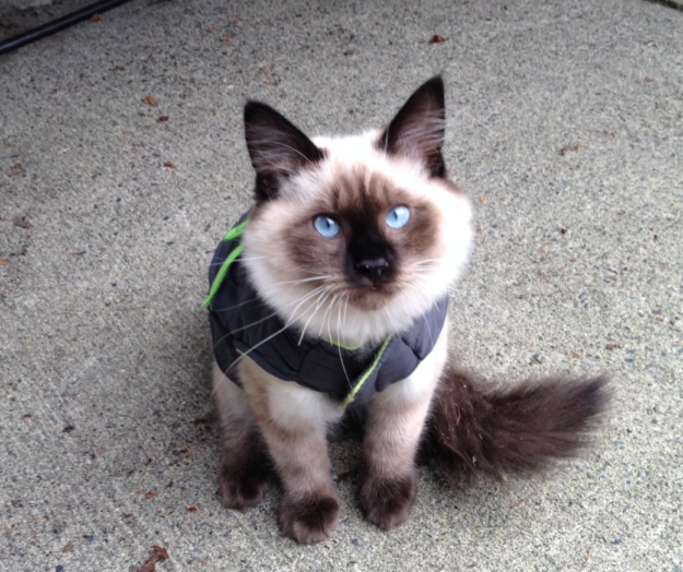 Meet Bogie, the World‑Traveling Ragdoll Who Captivated Our Hearts