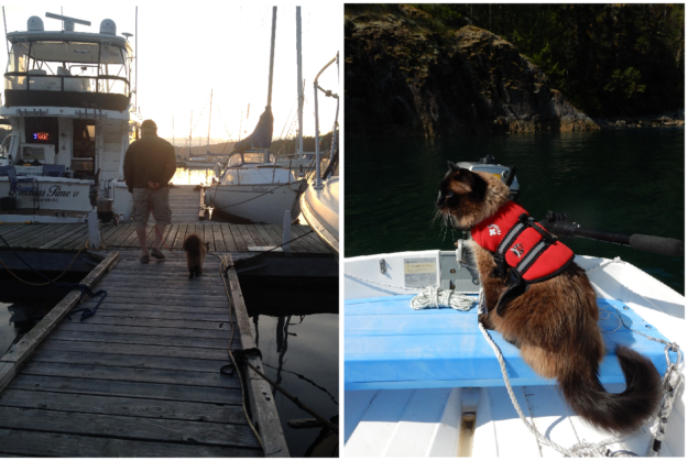 Meet Bogie, the World‑Traveling Ragdoll Who Captivated Our Hearts
