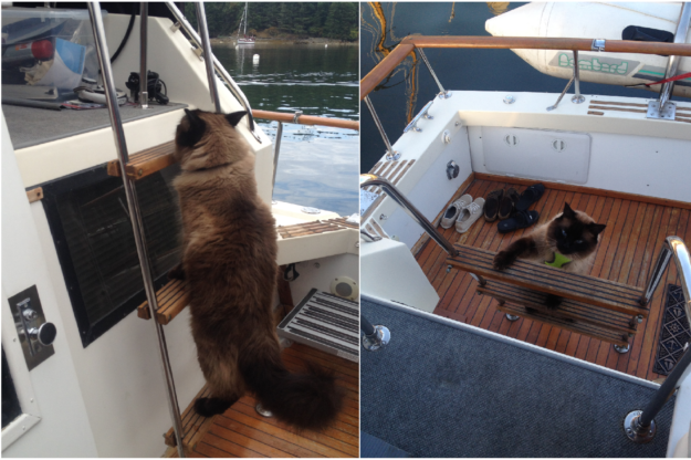 Meet Bogie, the World‑Traveling Ragdoll Who Captivated Our Hearts