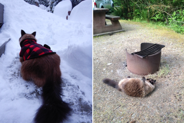 Meet Bogie, the World‑Traveling Ragdoll Who Captivated Our Hearts