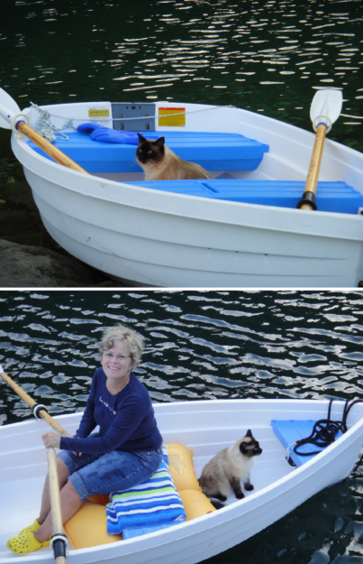 Meet Bogie, the World‑Traveling Ragdoll Who Captivated Our Hearts