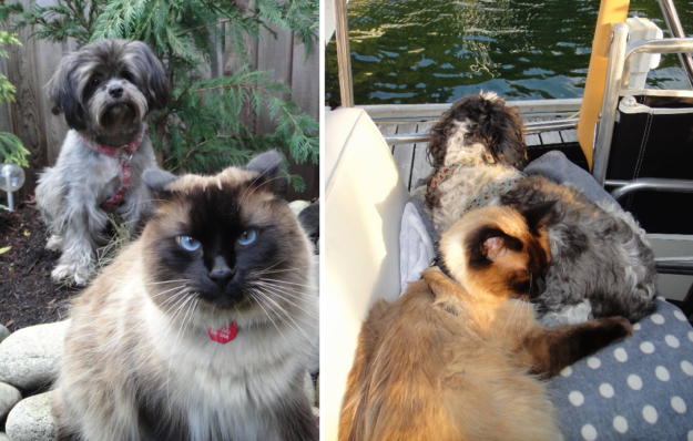 Meet Bogie, the World‑Traveling Ragdoll Who Captivated Our Hearts