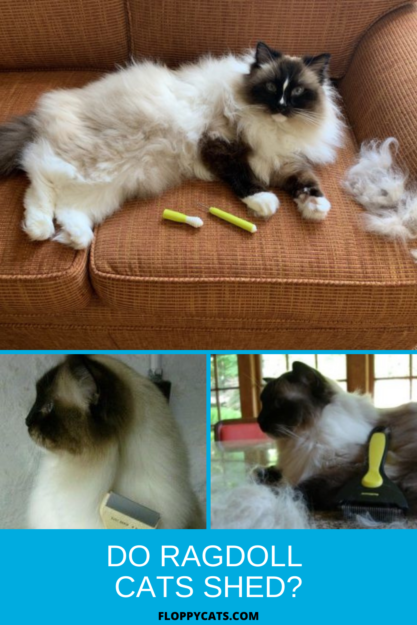 Do Ragdoll Cats Shed? A Comprehensive Guide