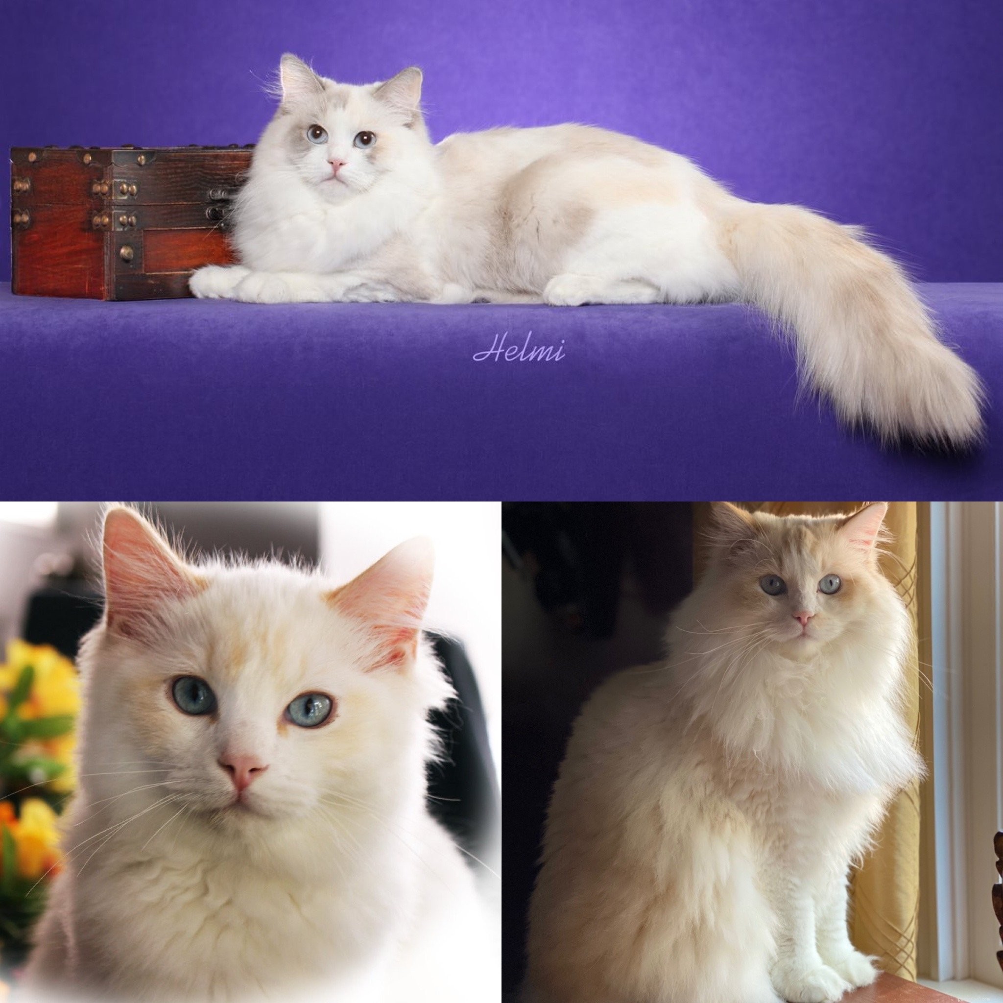 Do Ragdoll Cats Shed? A Comprehensive Guide