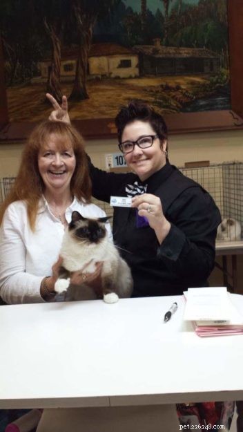 Ragdoll Champion Retired Queen RW SGC Willowtreerags Sylbr8 of Magnadolz