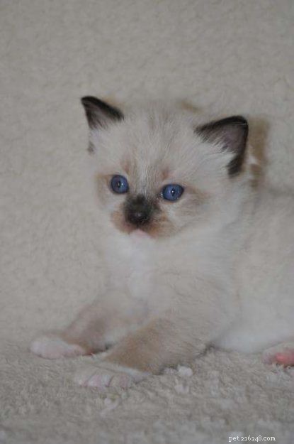 Ragdoll Champion Retired Queen RW SGC Willowtreerags Sylbr8 of Magnadolz