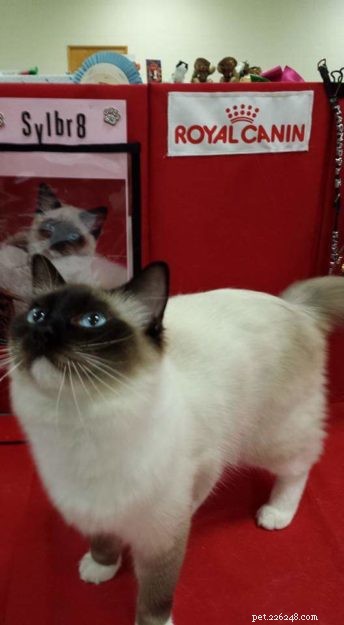 Ragdoll Champion Retired Queen RW SGC Willowtreerags Sylbr8 of Magnadolz